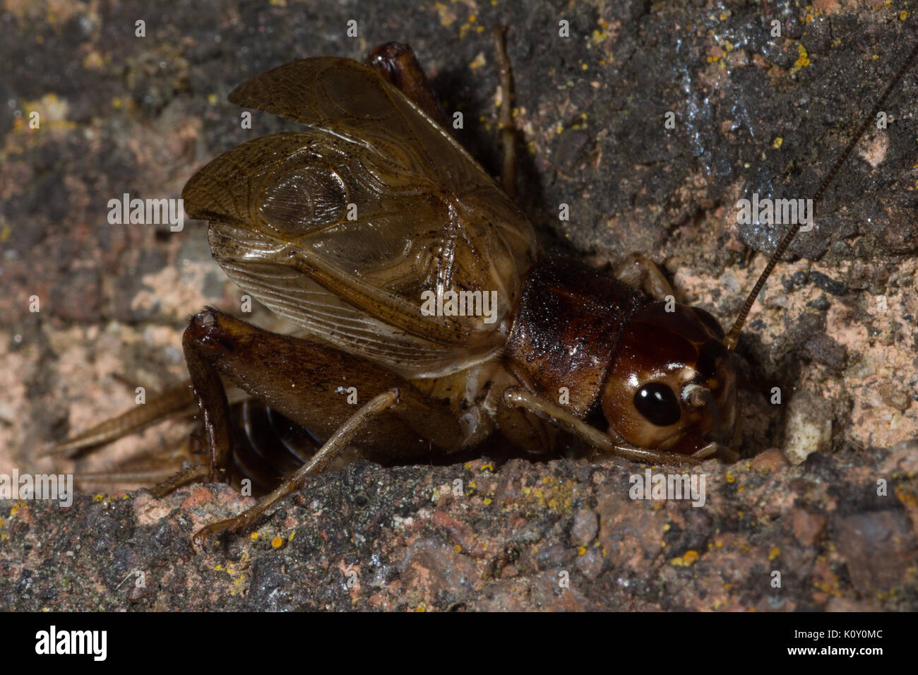 Vue latérale d'un cricket femelle brown singing Banque D'Images