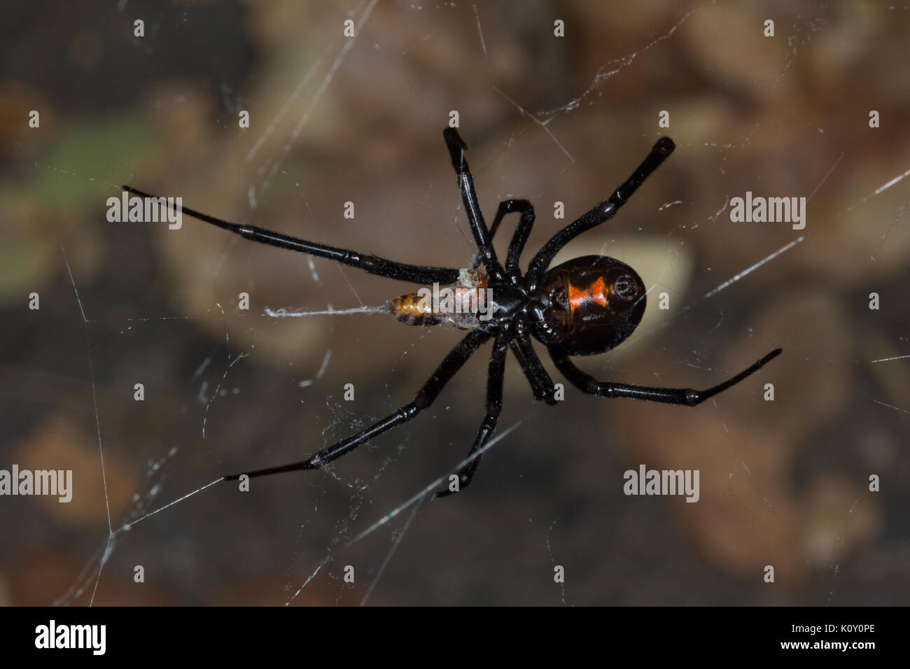 Dessous d'une femme araignée veuve noire (Latrodectus mactans) tandis que la consommation de proies en Californie Banque D'Images
