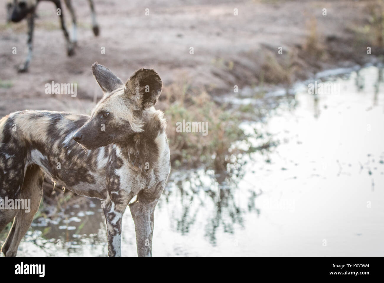 Profil de côté d'un chien sauvage d'Afrique dans la sabi sand game reserve, afrique du sud. Banque D'Images