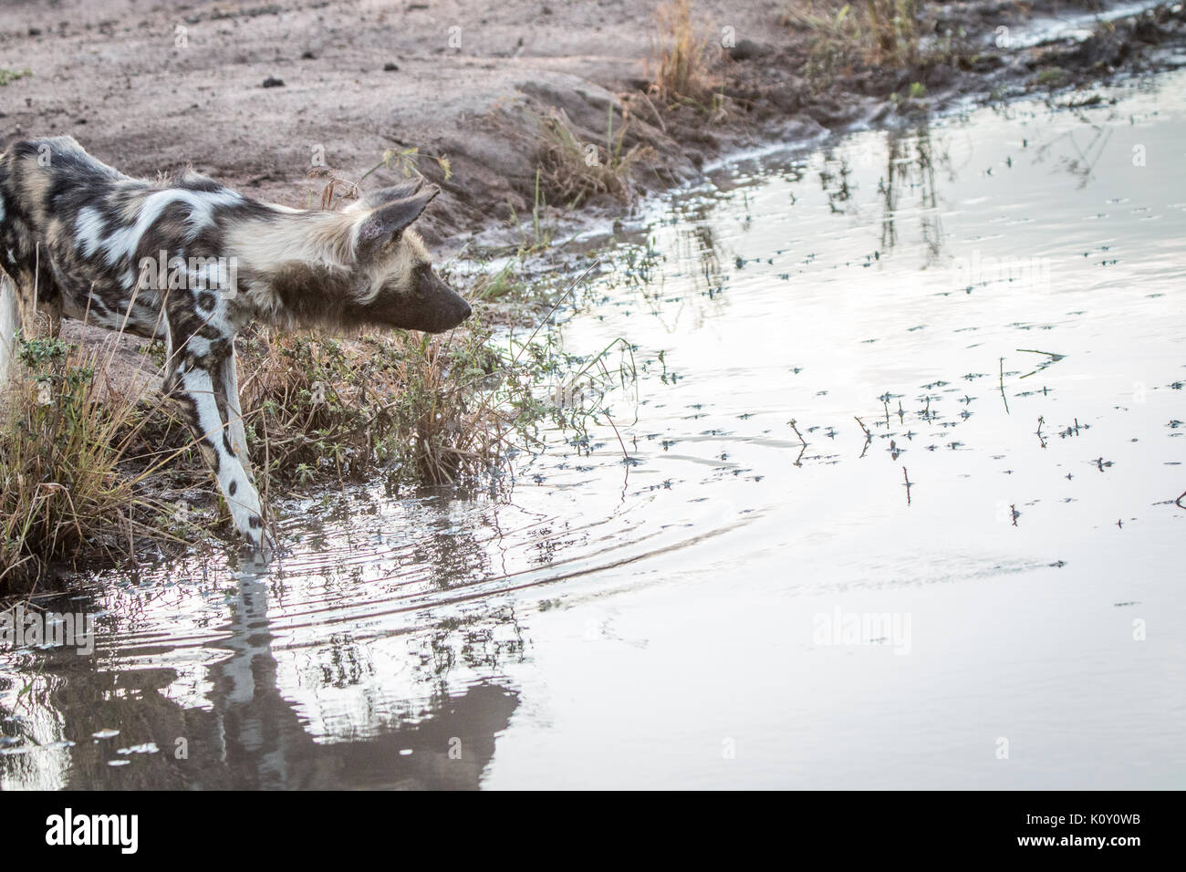Un chien sauvage d'Afrique de l'alcool au jeu Sabi Sand, afrique du sud. Banque D'Images
