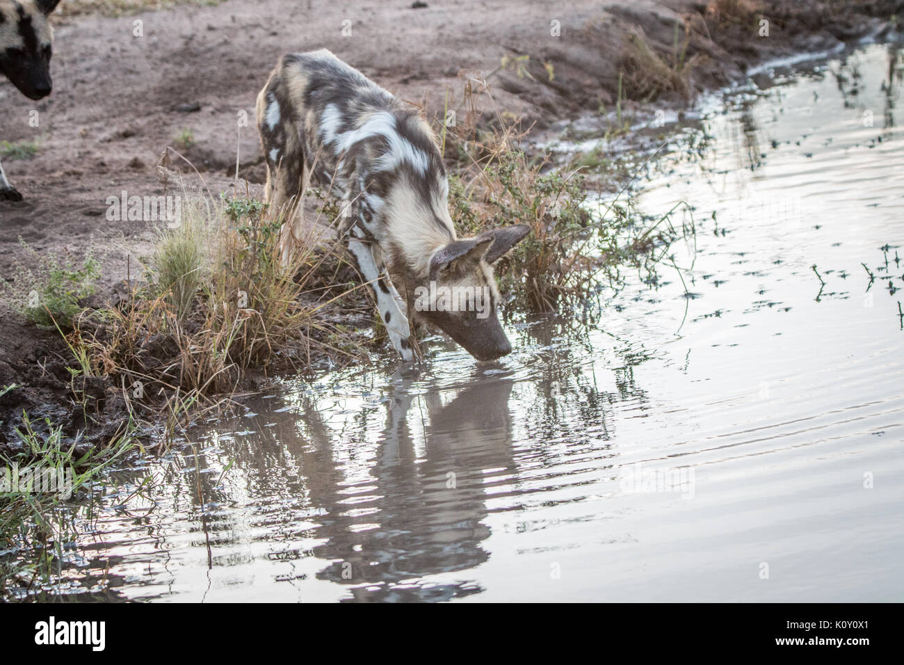 Un chien sauvage d'Afrique de l'alcool au jeu Sabi Sand, afrique du sud. Banque D'Images