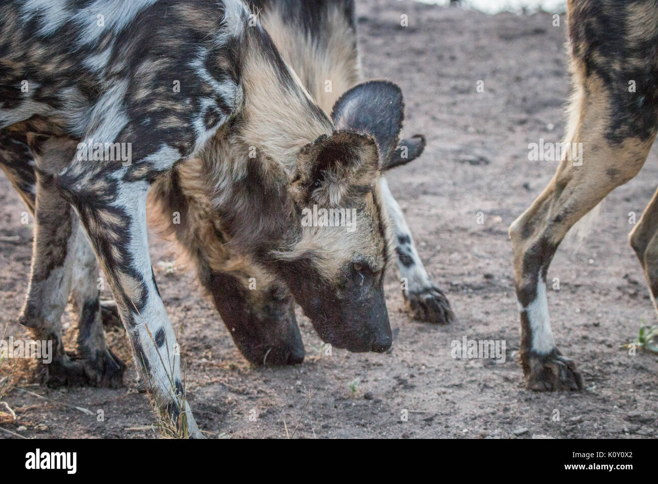 Deux lycaons en reniflant dans le sabi sand game reserve, afrique du sud. Banque D'Images