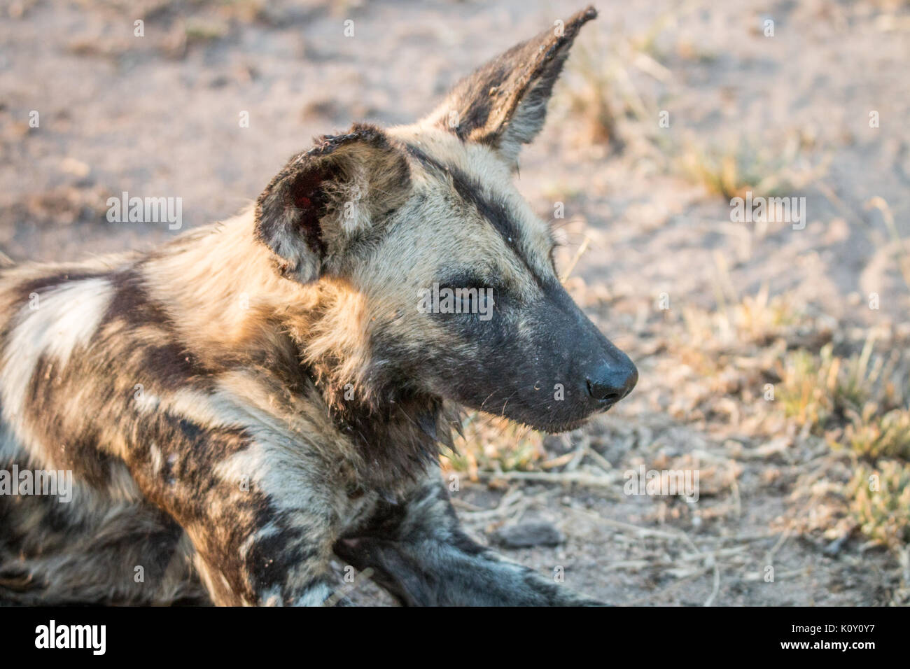 Close up d'un chien sauvage d'Afrique dans la sabi sand game reserve, afrique du sud. Banque D'Images