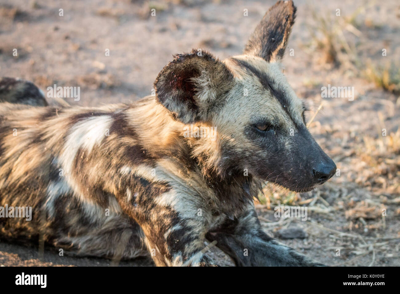 Close up d'un chien sauvage d'Afrique dans la sabi sand game reserve, afrique du sud. Banque D'Images
