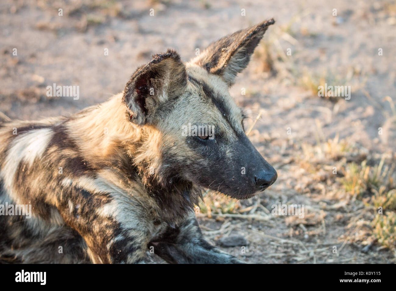 Close up d'un chien sauvage d'Afrique dans la sabi sand game reserve, afrique du sud. Banque D'Images