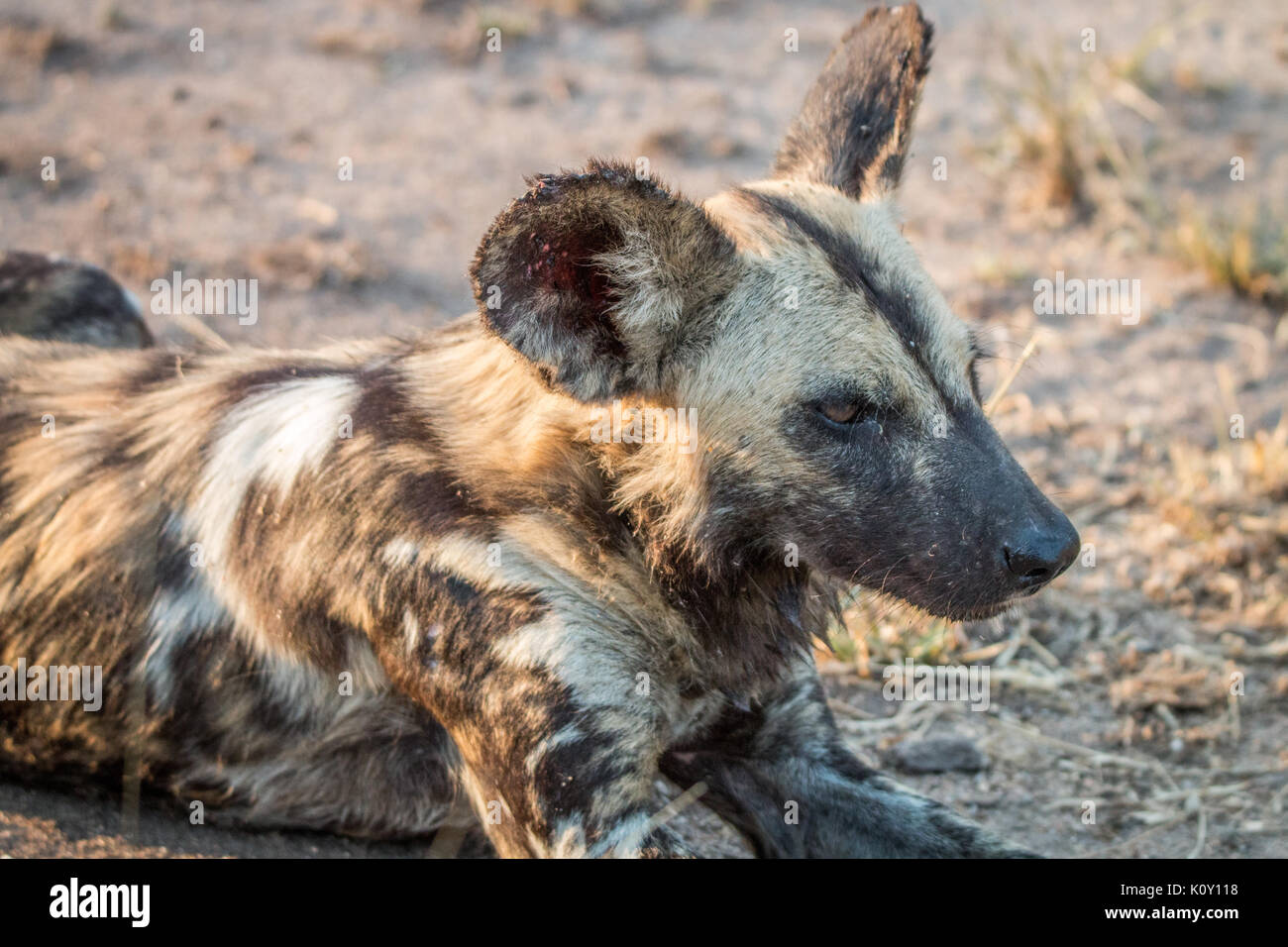 Close up d'un chien sauvage d'Afrique dans la sabi sand game reserve, afrique du sud. Banque D'Images