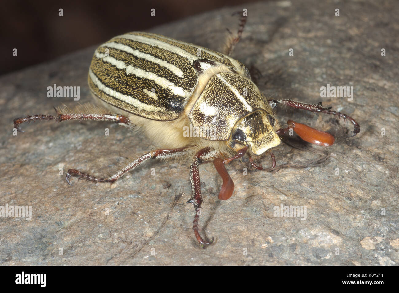 Une bordée de dix (hanneton polyphylla decemlineata) Banque D'Images