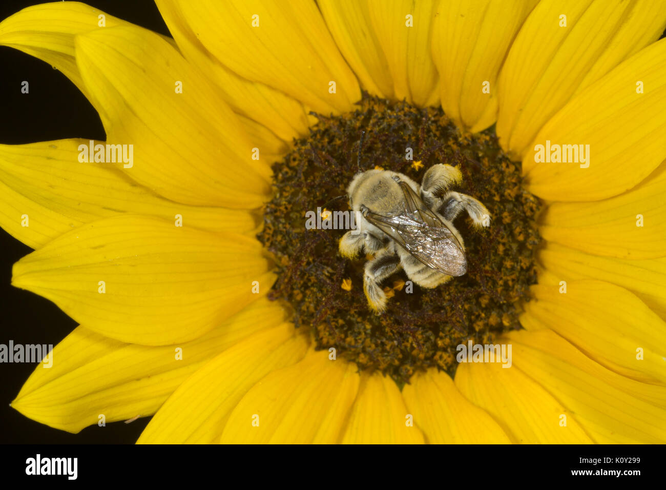 Un creuseur bee (centris pallida) collecte de nectar de fleur jaune, arizona Banque D'Images