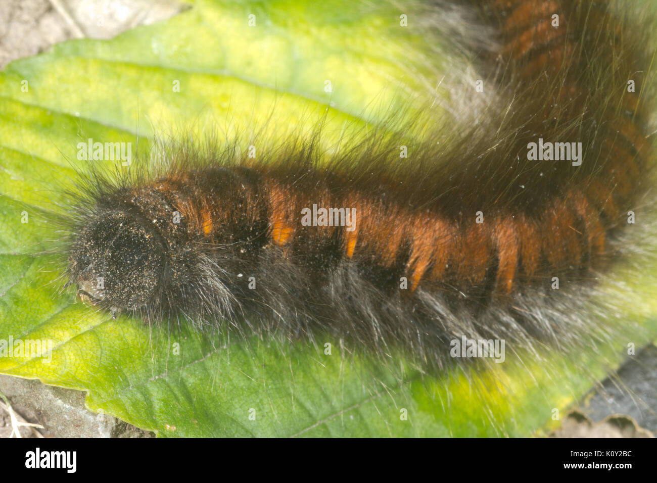 Vue latérale d'un Fox Moth caterpillar (macrothylacia rubi) Banque D'Images