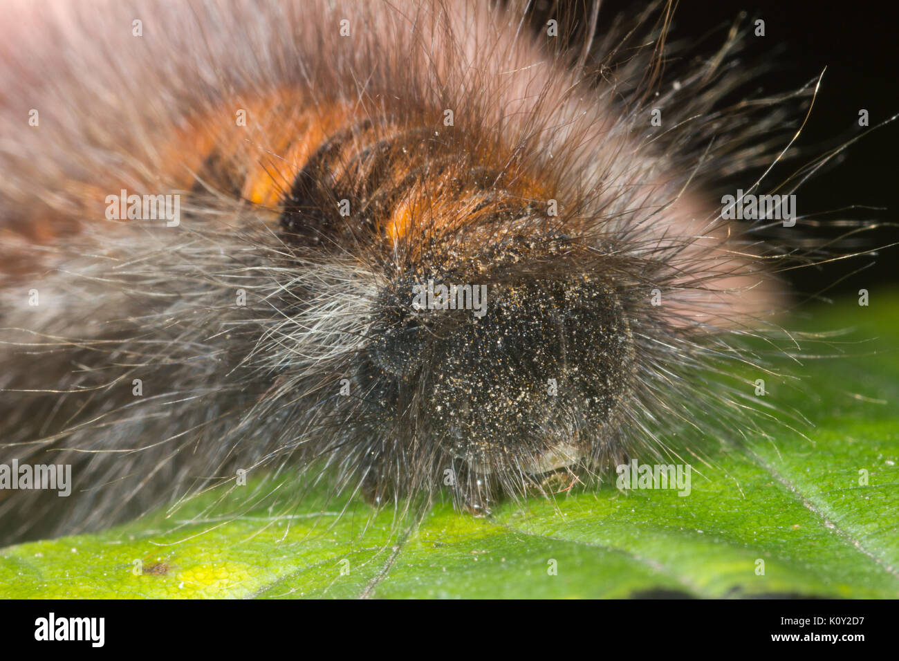 Vue frontale d'un Fox Moth caterpillar (macrothylacia rubi) Banque D'Images