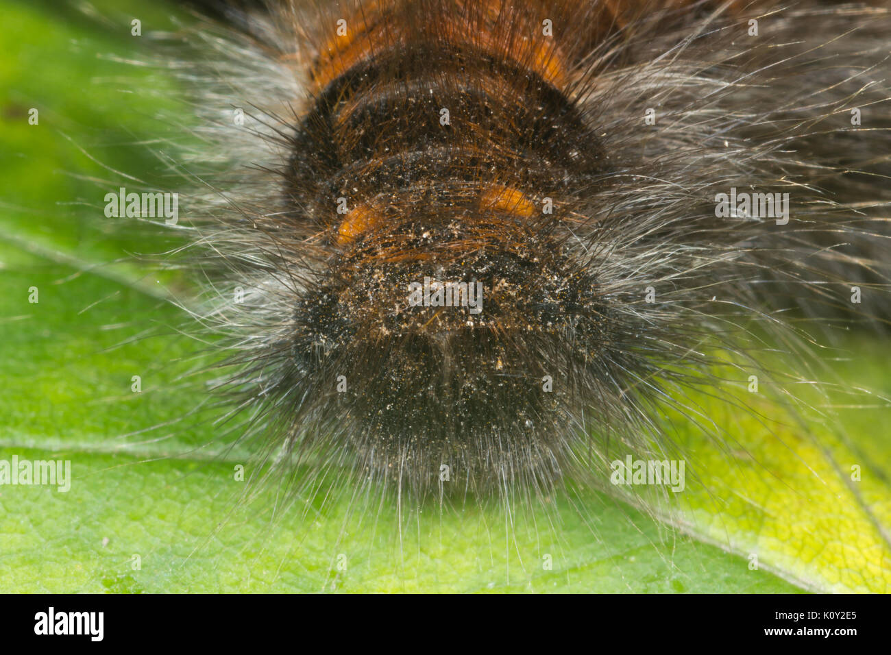 Vue frontale d'un Fox Moth caterpillar (macrothylacia rubi) Banque D'Images