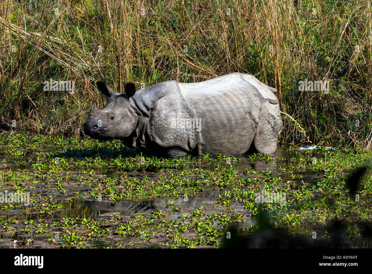 Rhinocéros indien au parc national de Chitwan, au Népal Banque D'Images