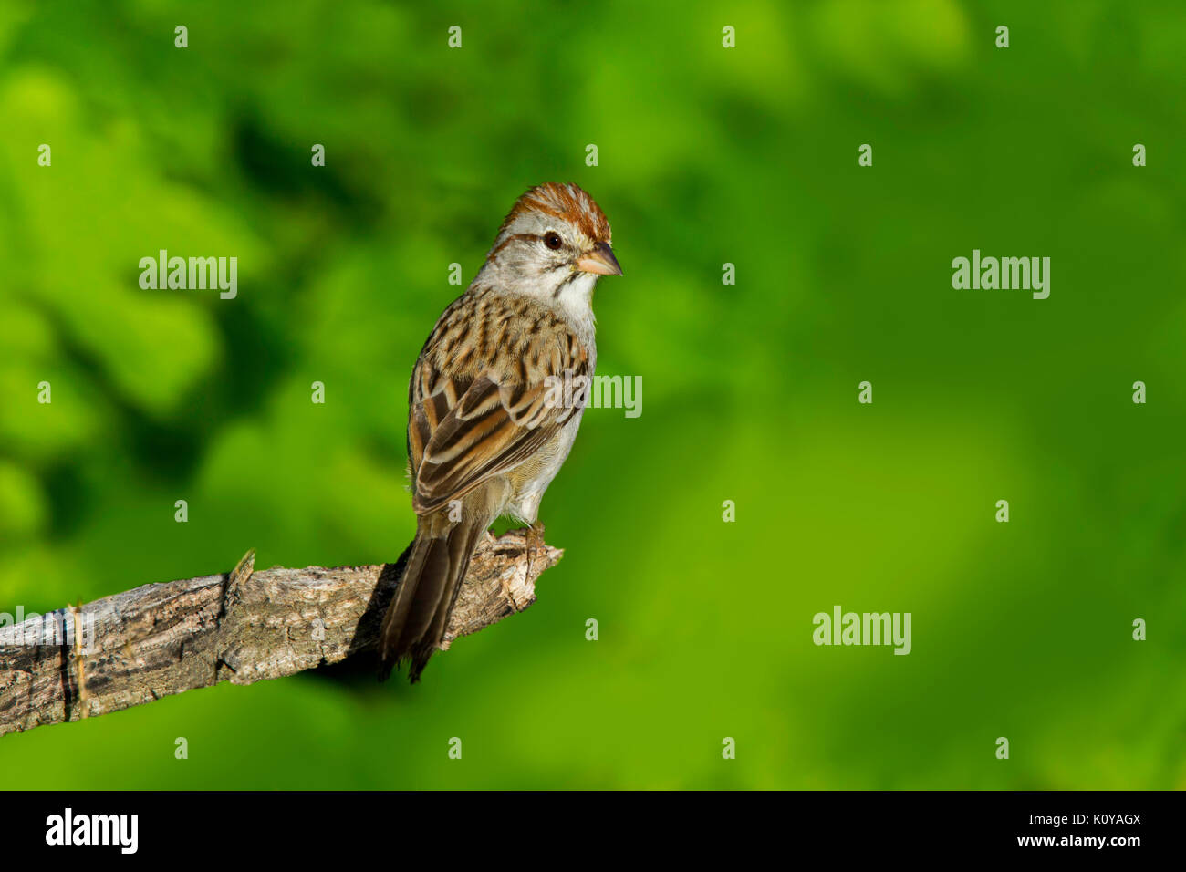 Bruant à winged sparrow peucaea carpalis tucson, comté de Pima, Arizona, united states 4 septembre 2017 des profils emberizidae Banque D'Images