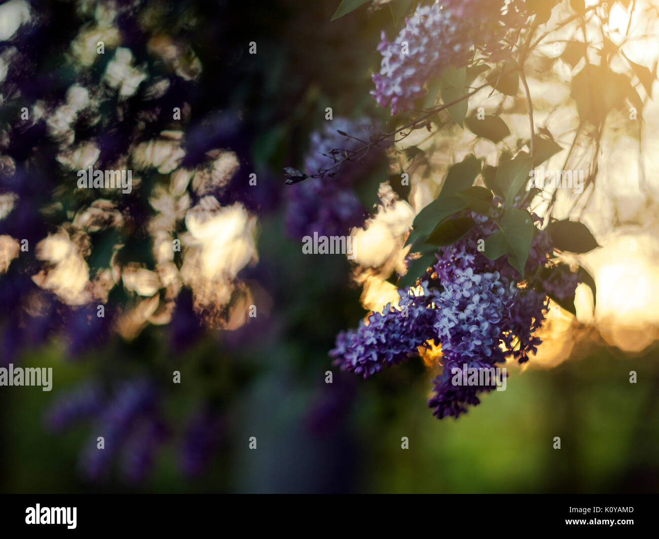 Douce et romantique d'été floue nature fond de fleurs de mauve au coucher du soleil, effet bokeh lentille vintage Banque D'Images