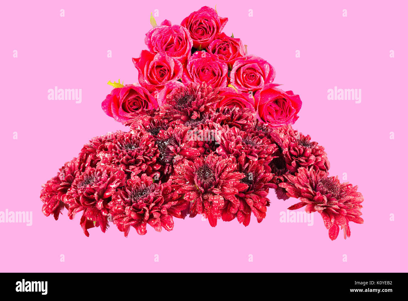 Les chrysanthèmes rouges et roses dans le dos à la terre tout pluie et isolé sur fond vieux rose. Banque D'Images