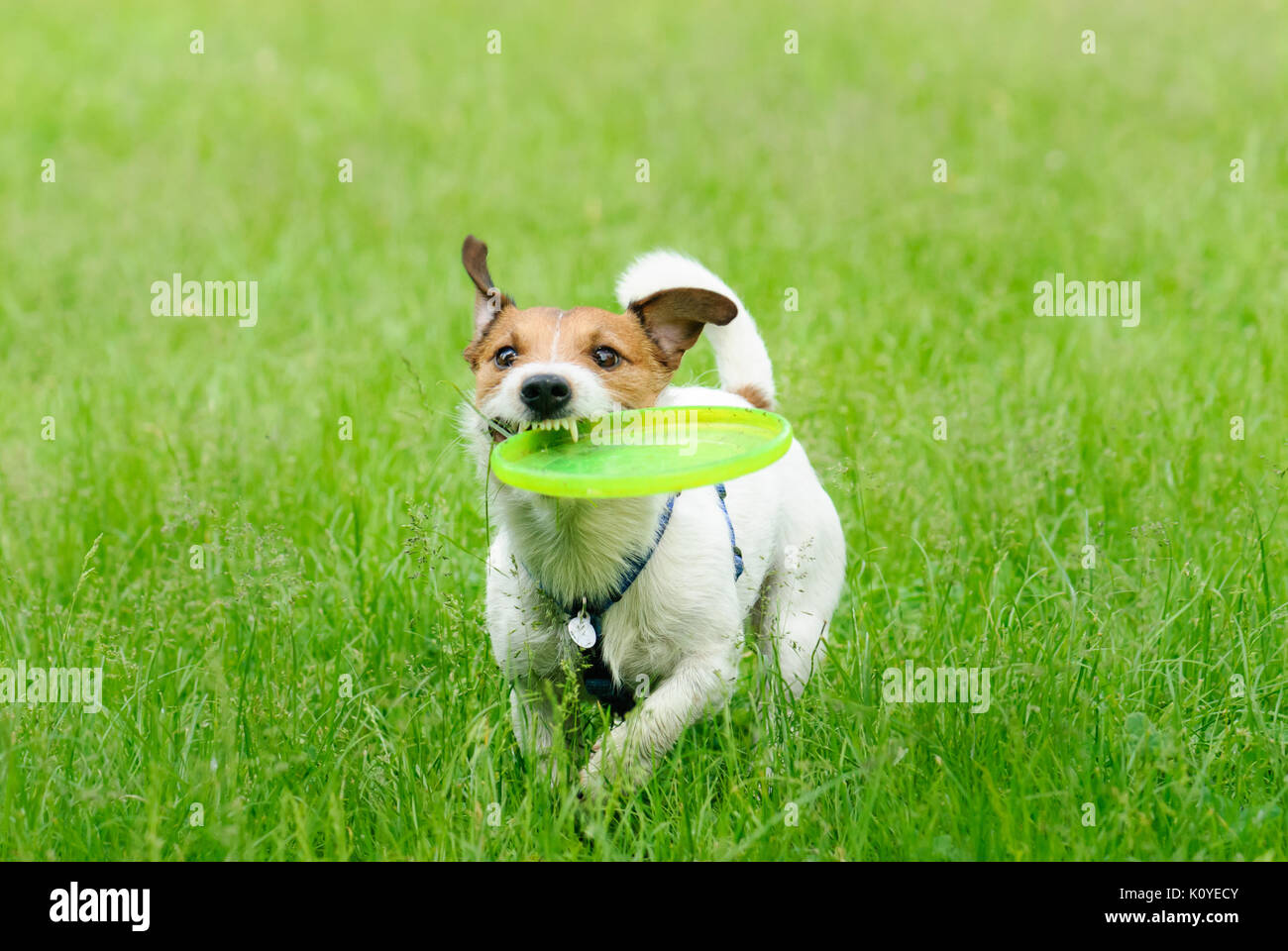 Terrasse extérieure d'activité : jeu de disque en plastique avec un chien Banque D'Images