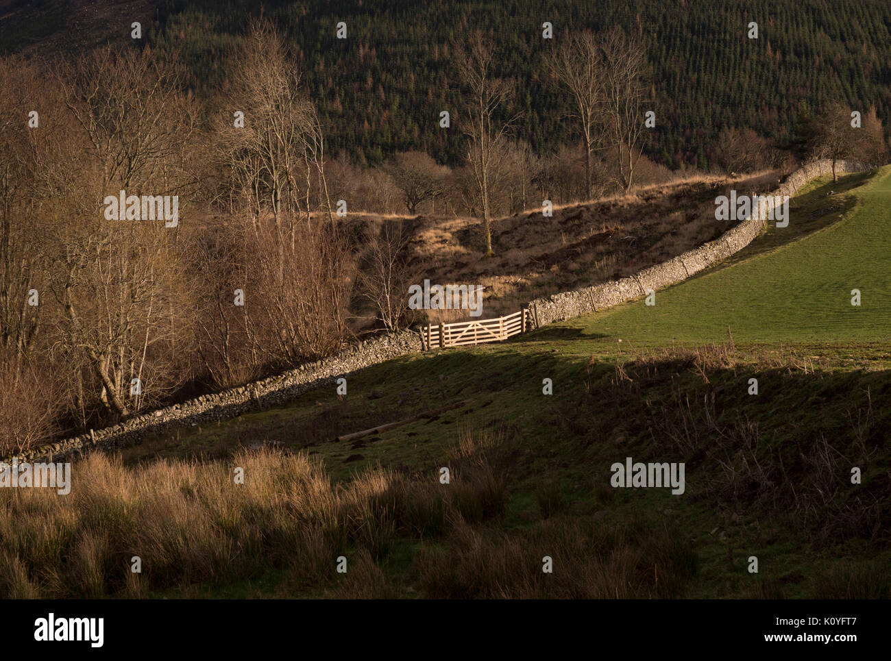 Scottish Borders en février - Yarrow Valley paysage avec drystane mur de pierres sèches (digue) Banque D'Images