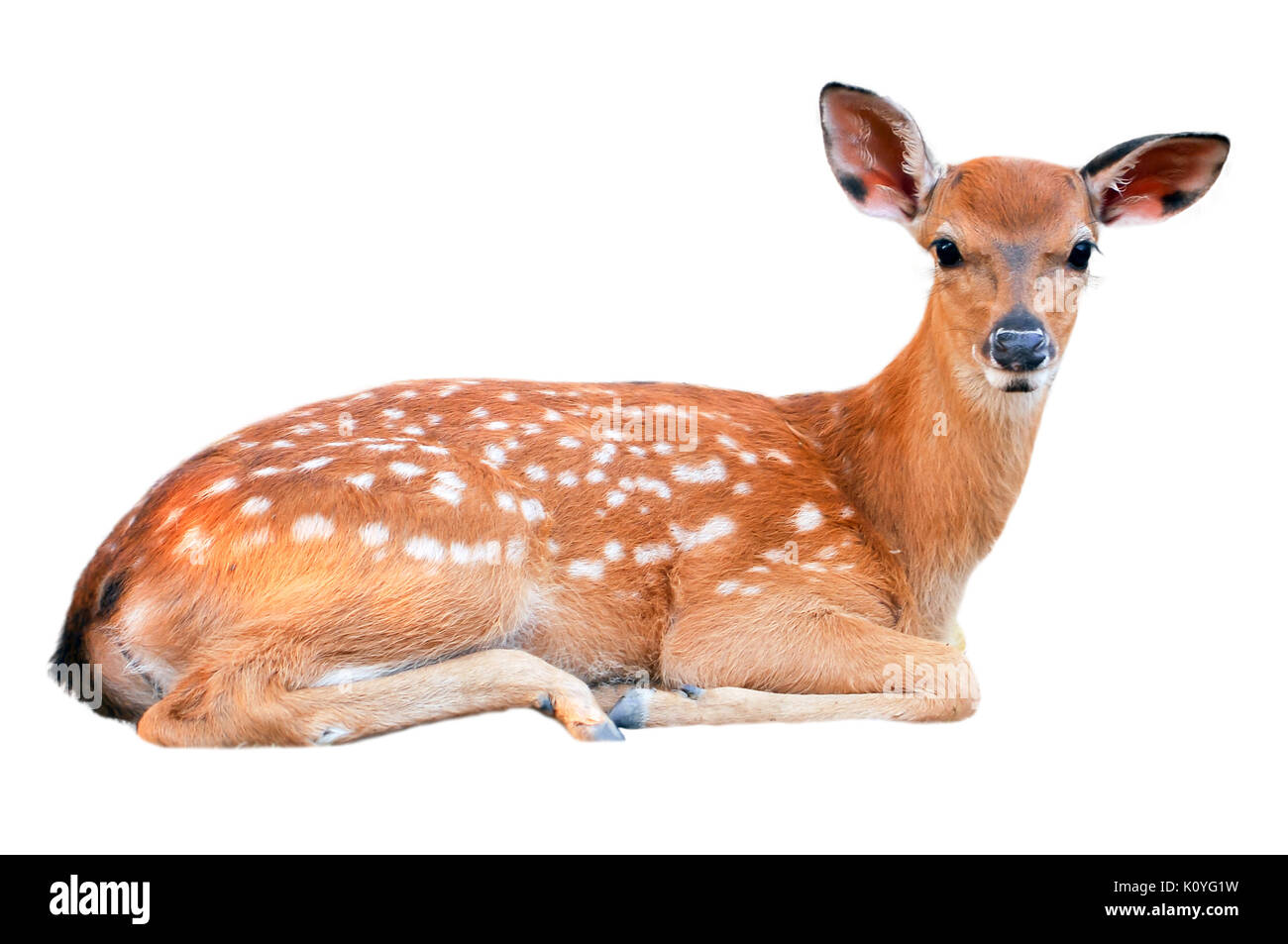 Bébé cerf sika est de couleur rouge-brun avec des taches blanches, et passe la première semaine de sa vie qu'il est allongé dans l'herbe haute, visité par sa mère pour se nourrir. Banque D'Images