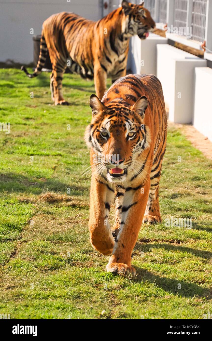 Les tigres, comme les enfants et les chiens, peuvent être amenées à modifier leur comportement par les application de la récompense et de la discipline. Banque D'Images