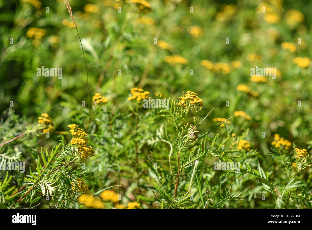 Nom Commun Quand Une Fleur S épanouit