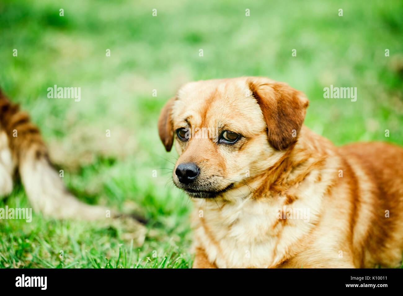 Petit chien close up. Mixed breed dog jaune head shot. Banque D'Images