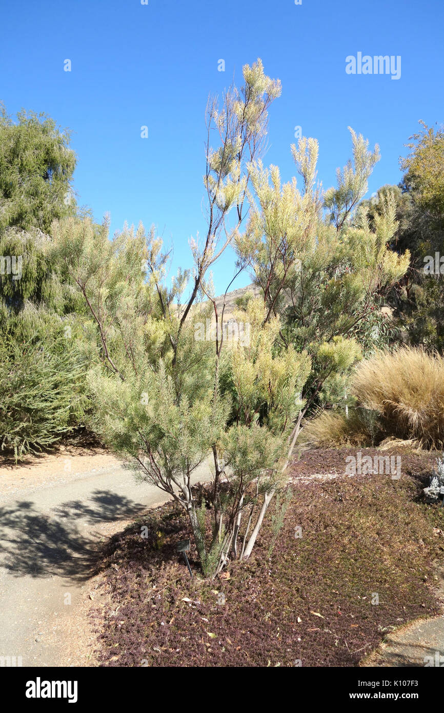 Acacia boormanii DSC05493 Arboretum pin penché Banque D'Images