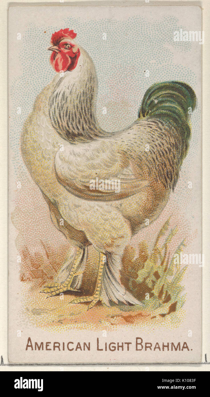 American Light Brahma, le prix du jeu et de la série des poulets (N20) pour Allen & Ginter Cigarettes RENCONTRÉ DP835050 Banque D'Images