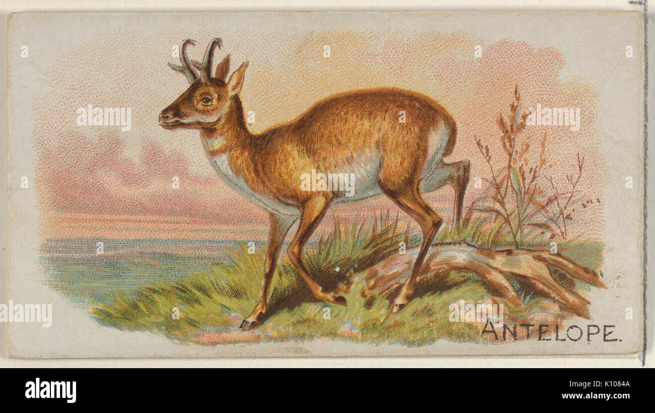 Les antilopes, les quadrupèdes de la série (N21) pour Allen & Ginter Cigarettes RENCONTRÉ DP835099 Banque D'Images