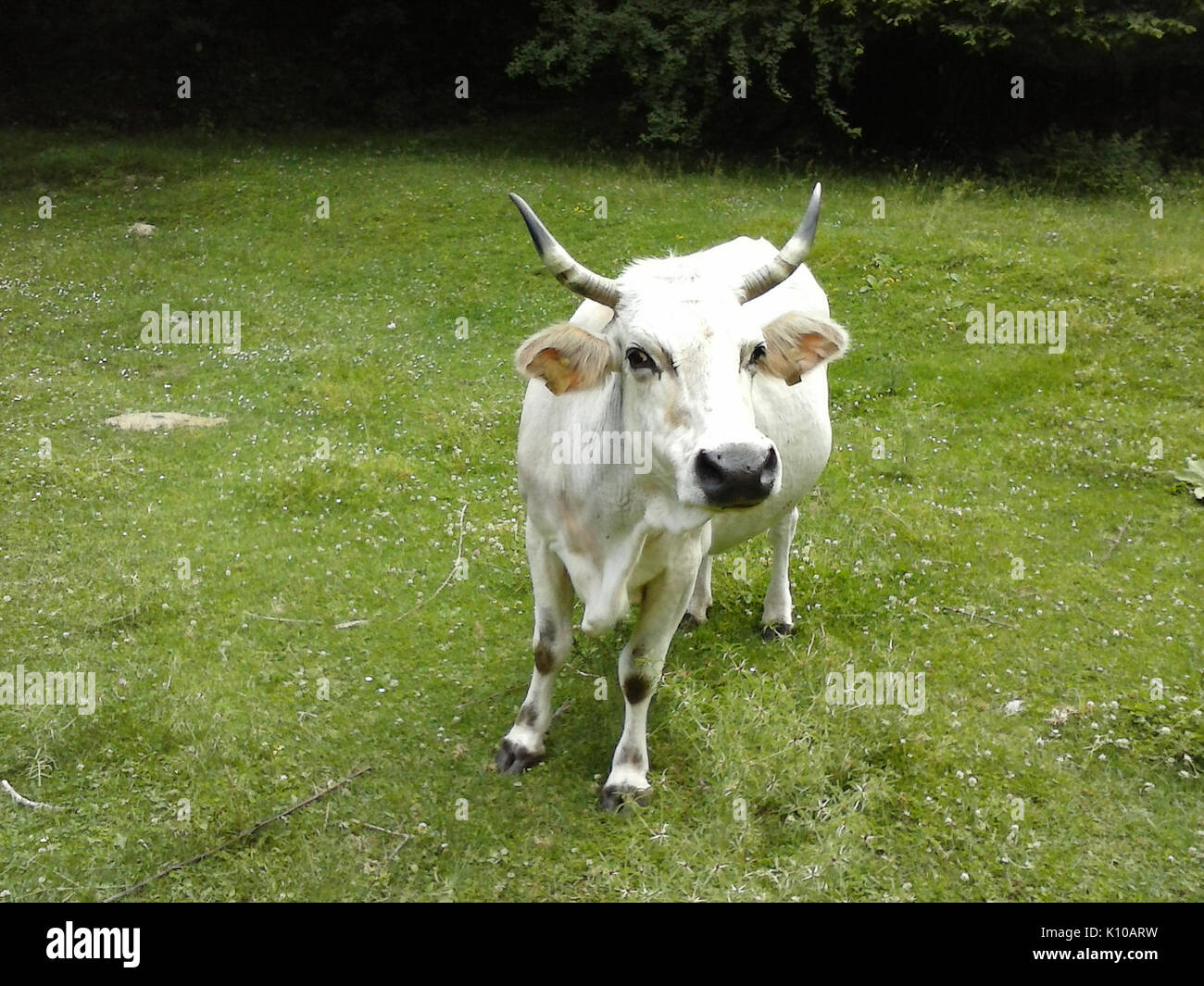 Animaux Animali (14661603103) Banque D'Images