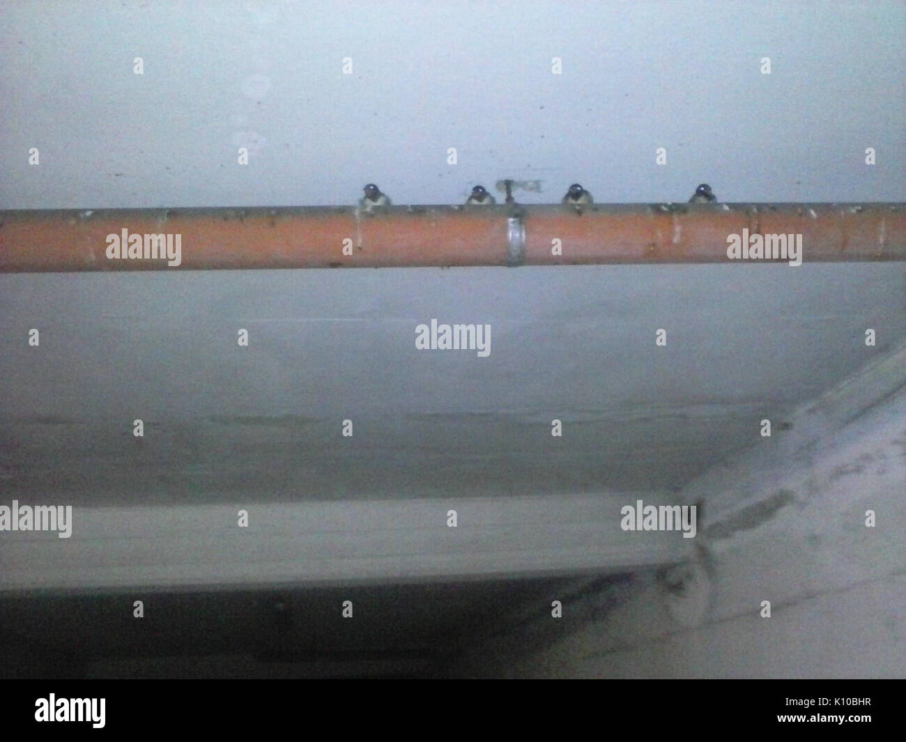 Animaux Animali (14778169364) Banque D'Images