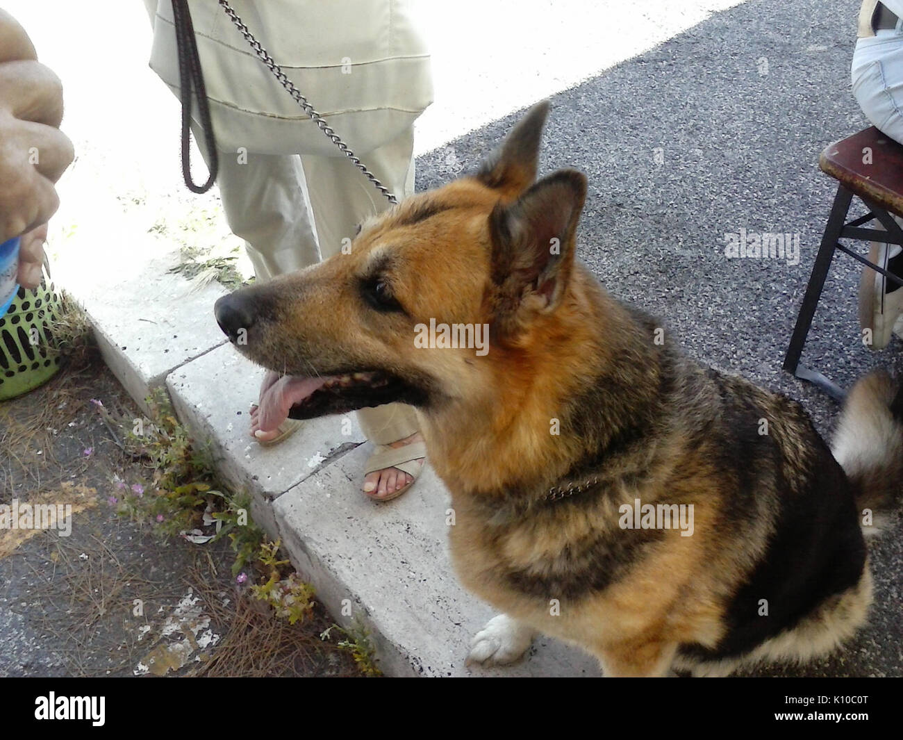 Animaux Animali (14853107176) Banque D'Images