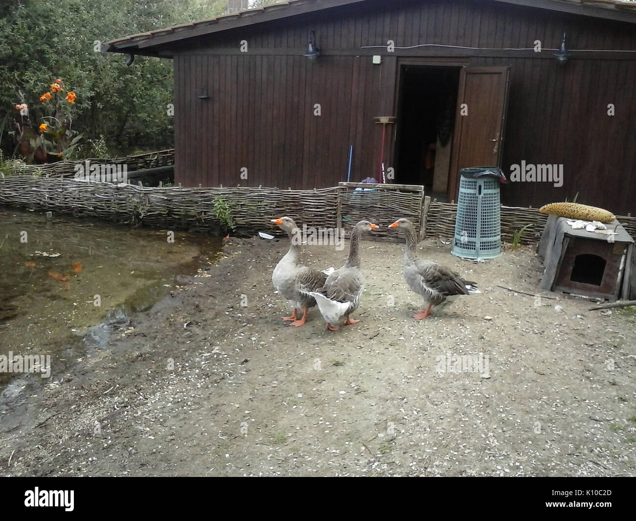 Animaux Animali (14712000928) Banque D'Images