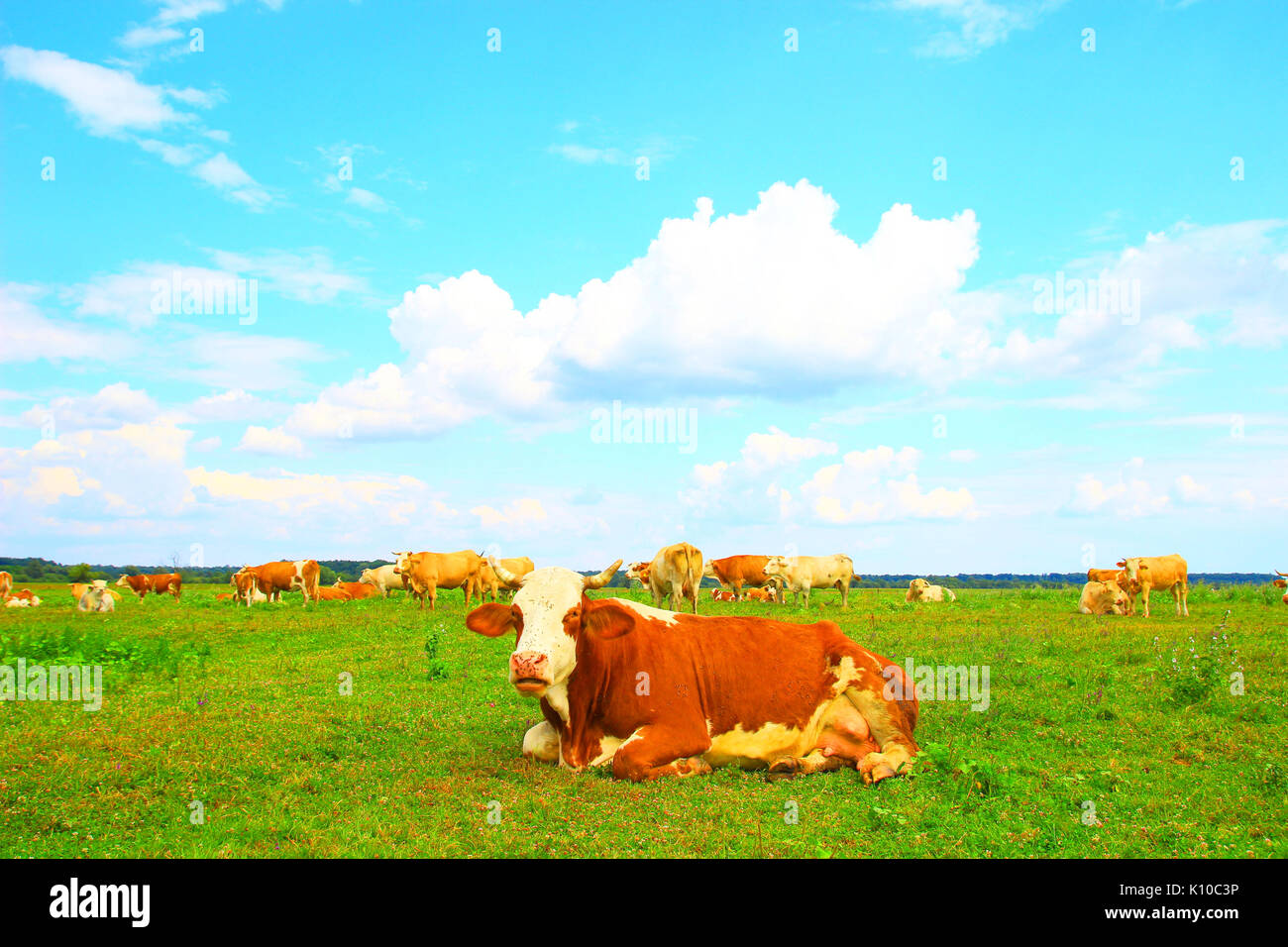 Les vaches sur des terres agricoles Banque D'Images