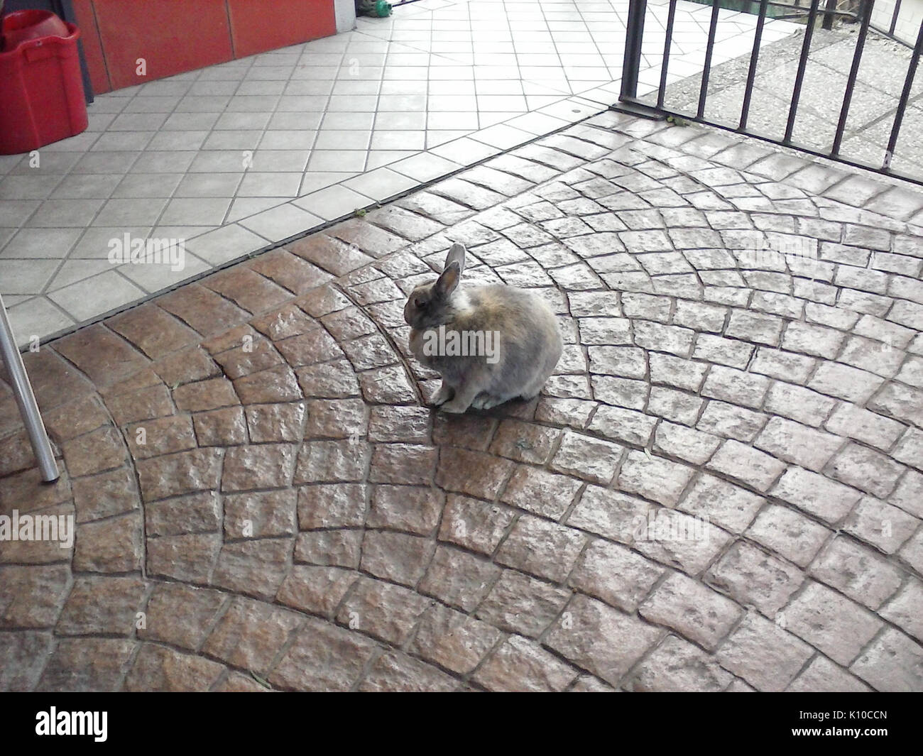 Animaux Animali (14921819038) Banque D'Images