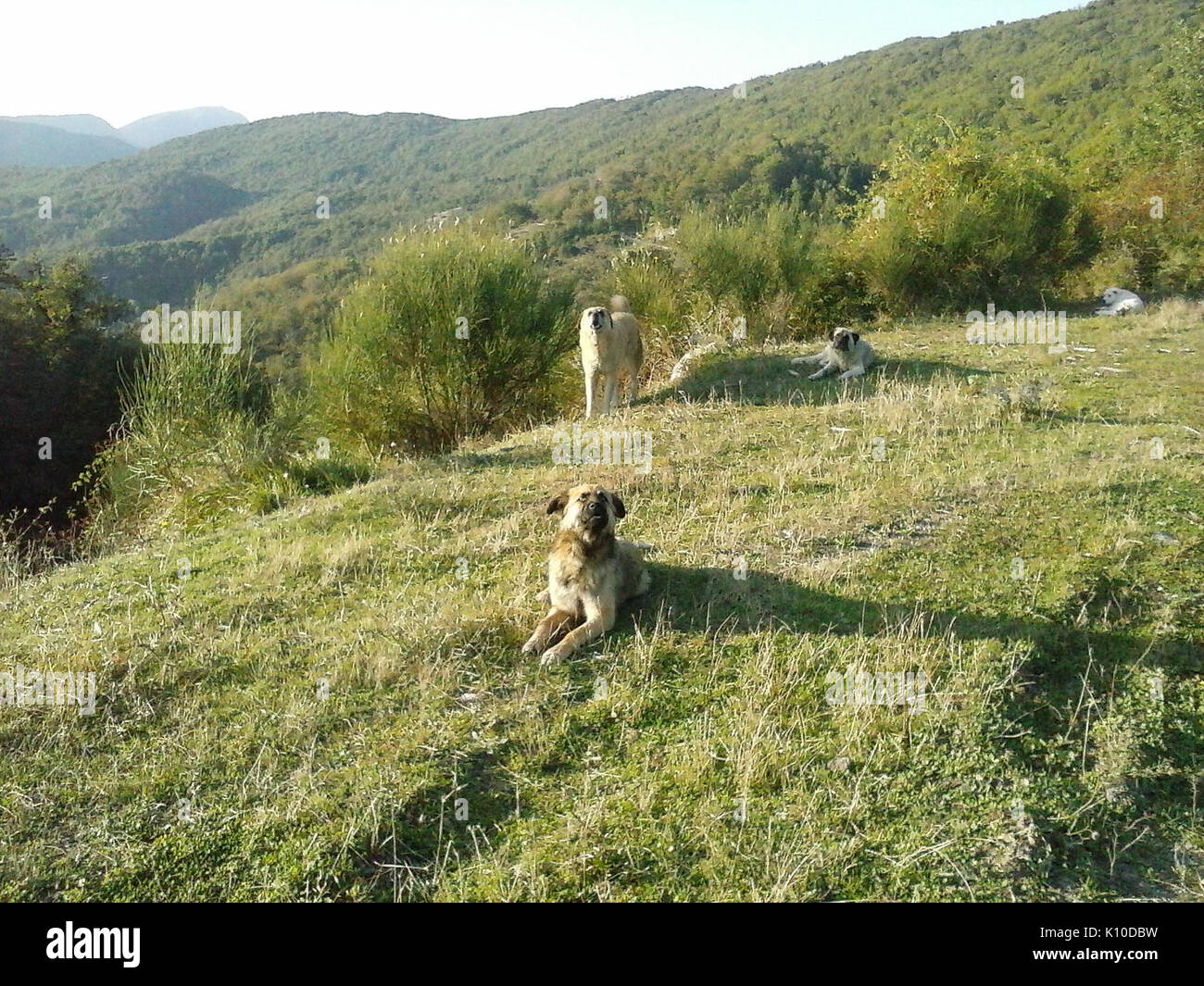 Animaux Animali (15480321632) Banque D'Images