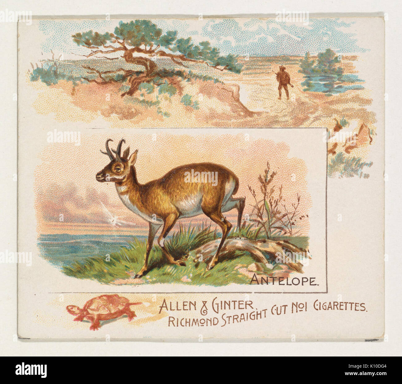 Les antilopes, les quadrupèdes de série (N41) pour Allen & Ginter Cigarettes RENCONTRÉ DP839191 Banque D'Images
