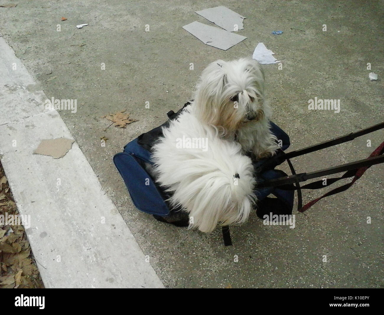 Cette image fait référence à une collection ou illustration centrée sur diverses espèces animales, peut-être à partir d'un texte d'histoire naturelle ou zoologique, documentant la diversité animale et les classifications dans le monde naturel. Banque D'Images