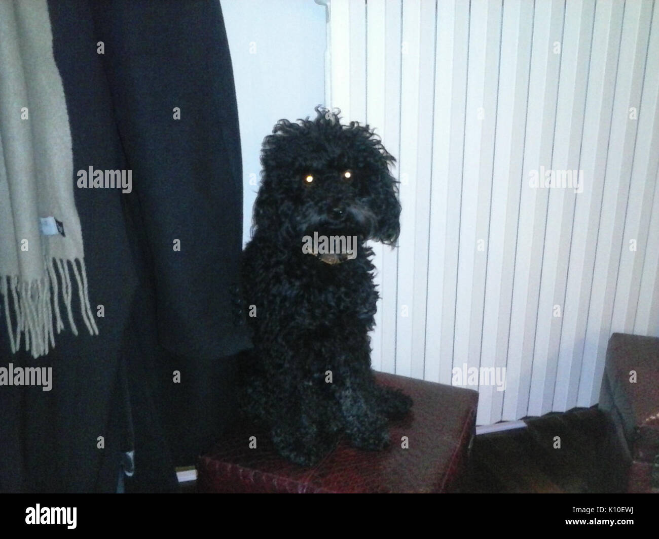 Animaux Animali (15453701283) Banque D'Images