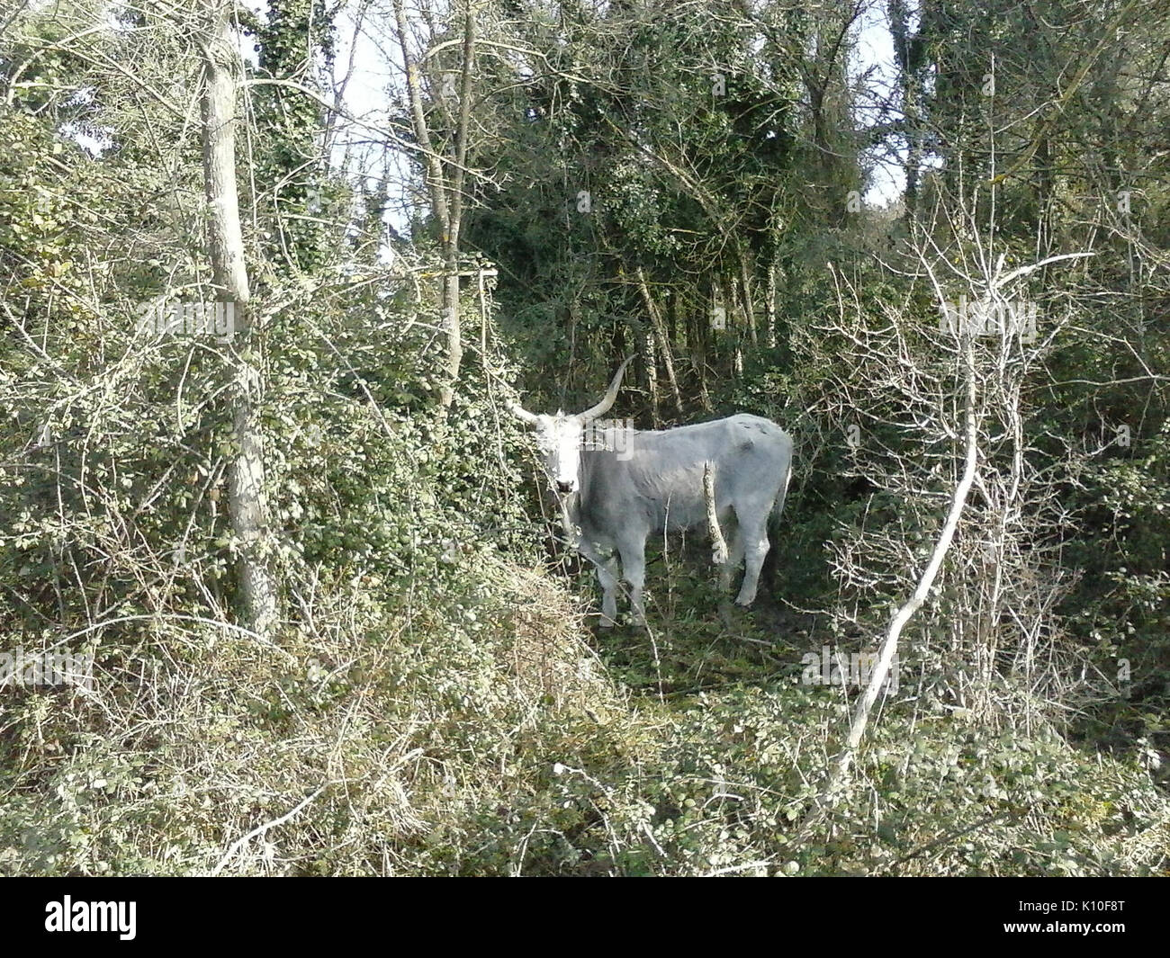 Animaux Animali (16020249679) Banque D'Images