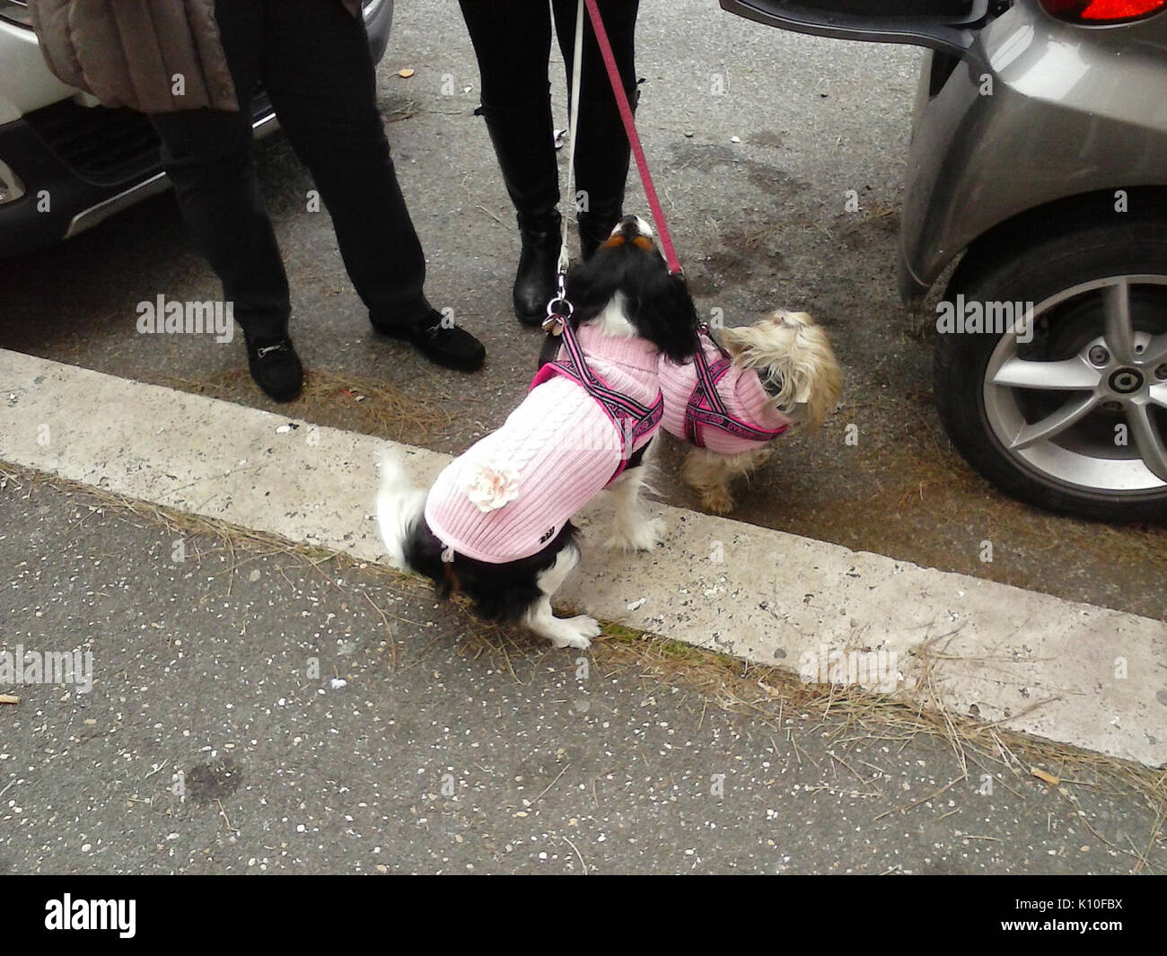 Animaux Animali (16062622477) Banque D'Images