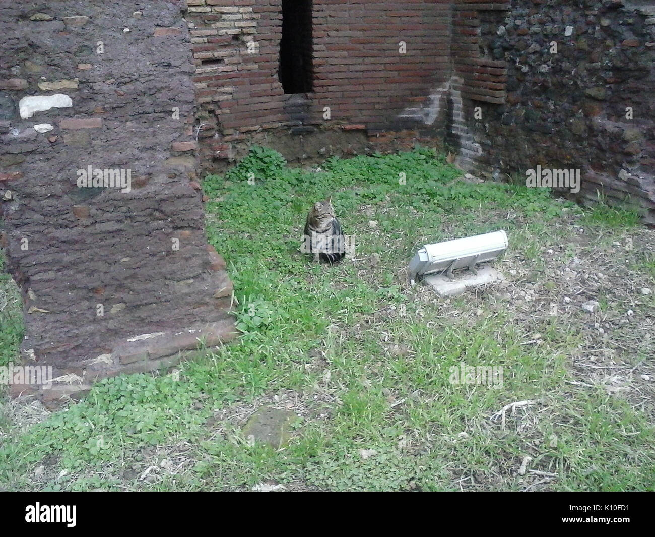 Animaux Animali (16078016830) Banque D'Images