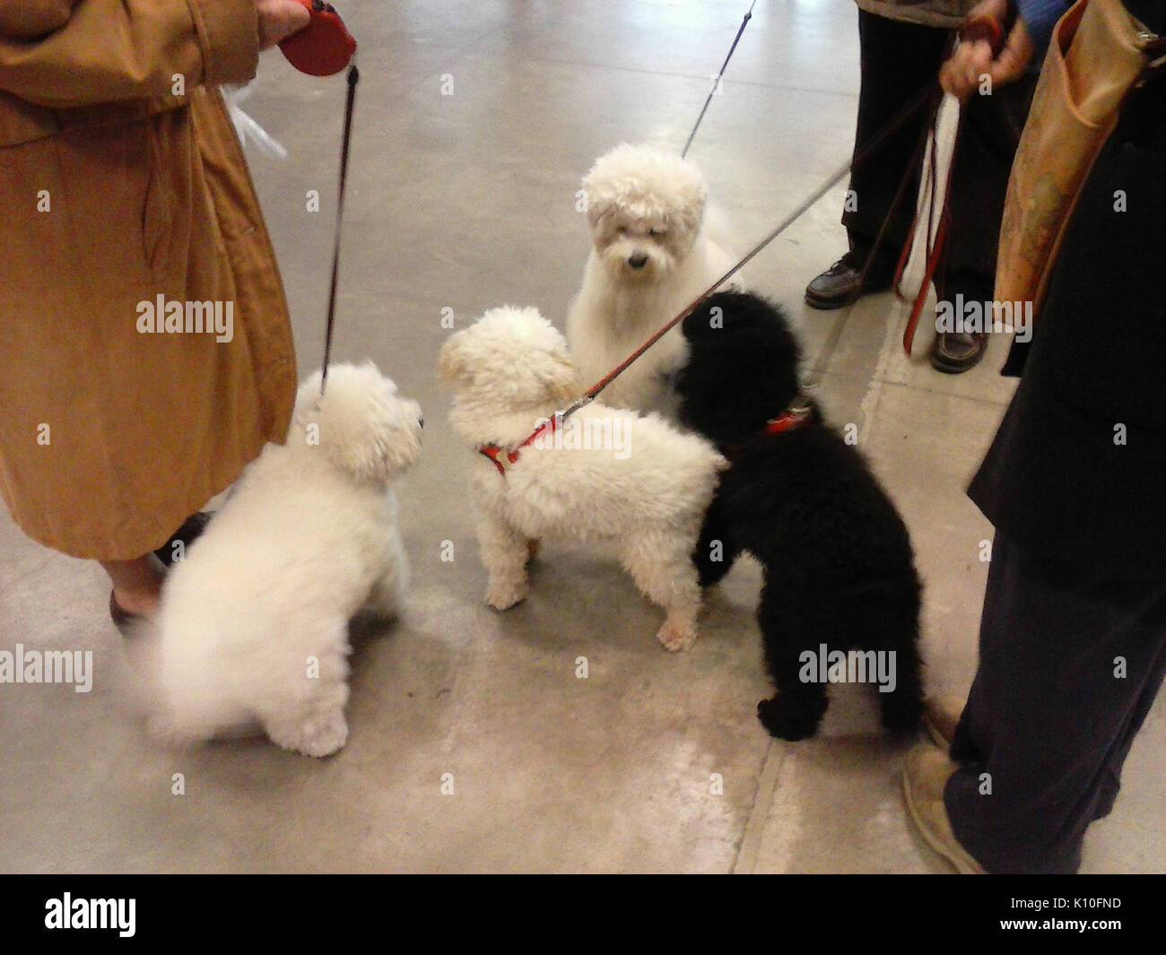 Animaux Animali (16234739887) Banque D'Images