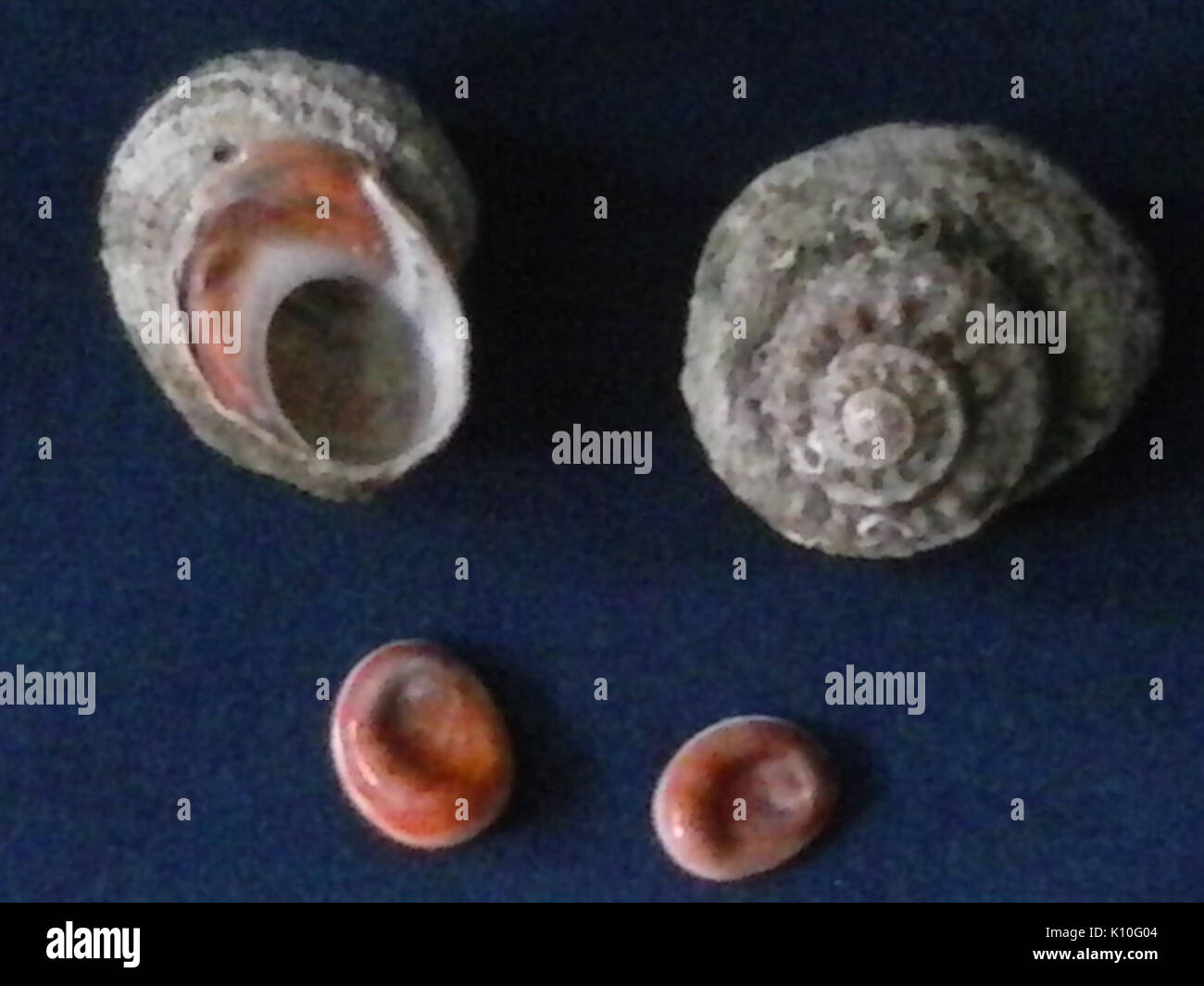 Animaux Animali (16548267551) Banque D'Images