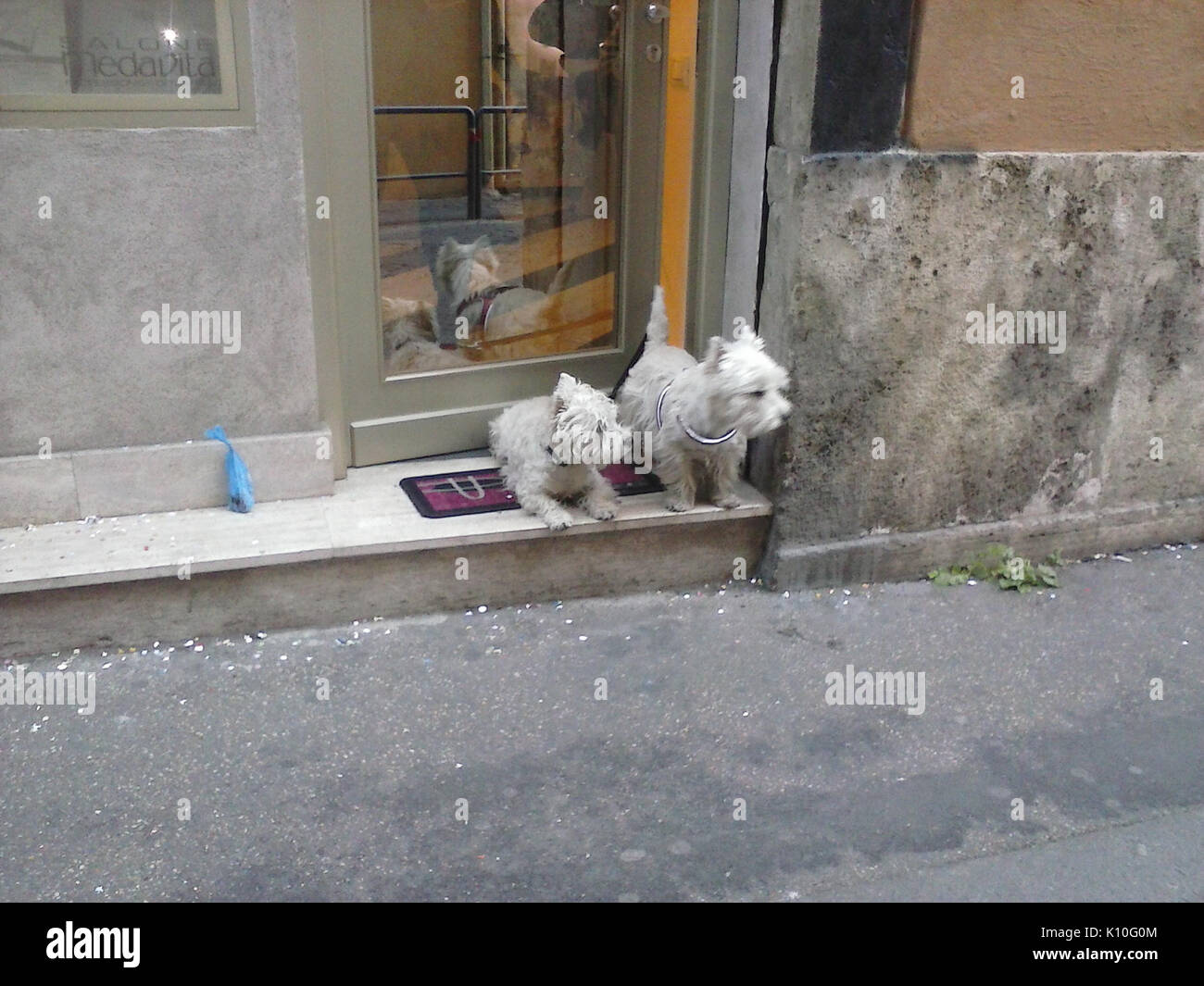 Animaux Animali (16386157920) Banque D'Images