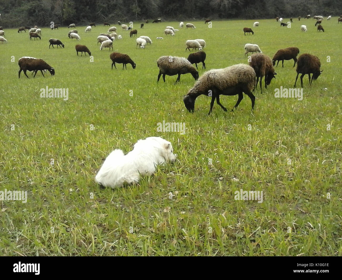 Animaux Animali (16396286197) Banque D'Images