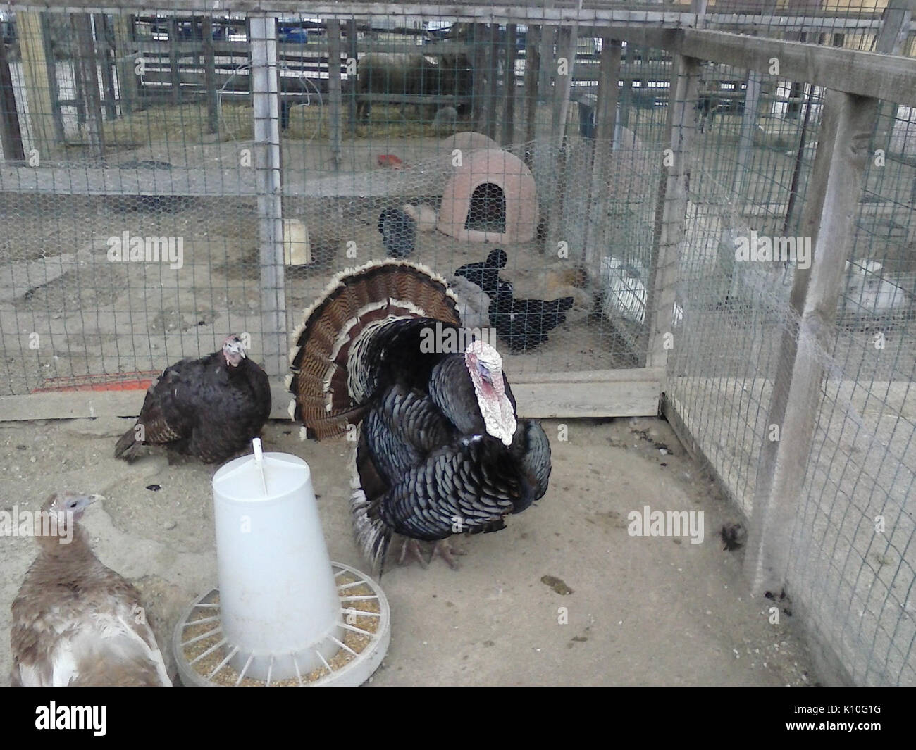 Animaux Animali (16603562325) Banque D'Images