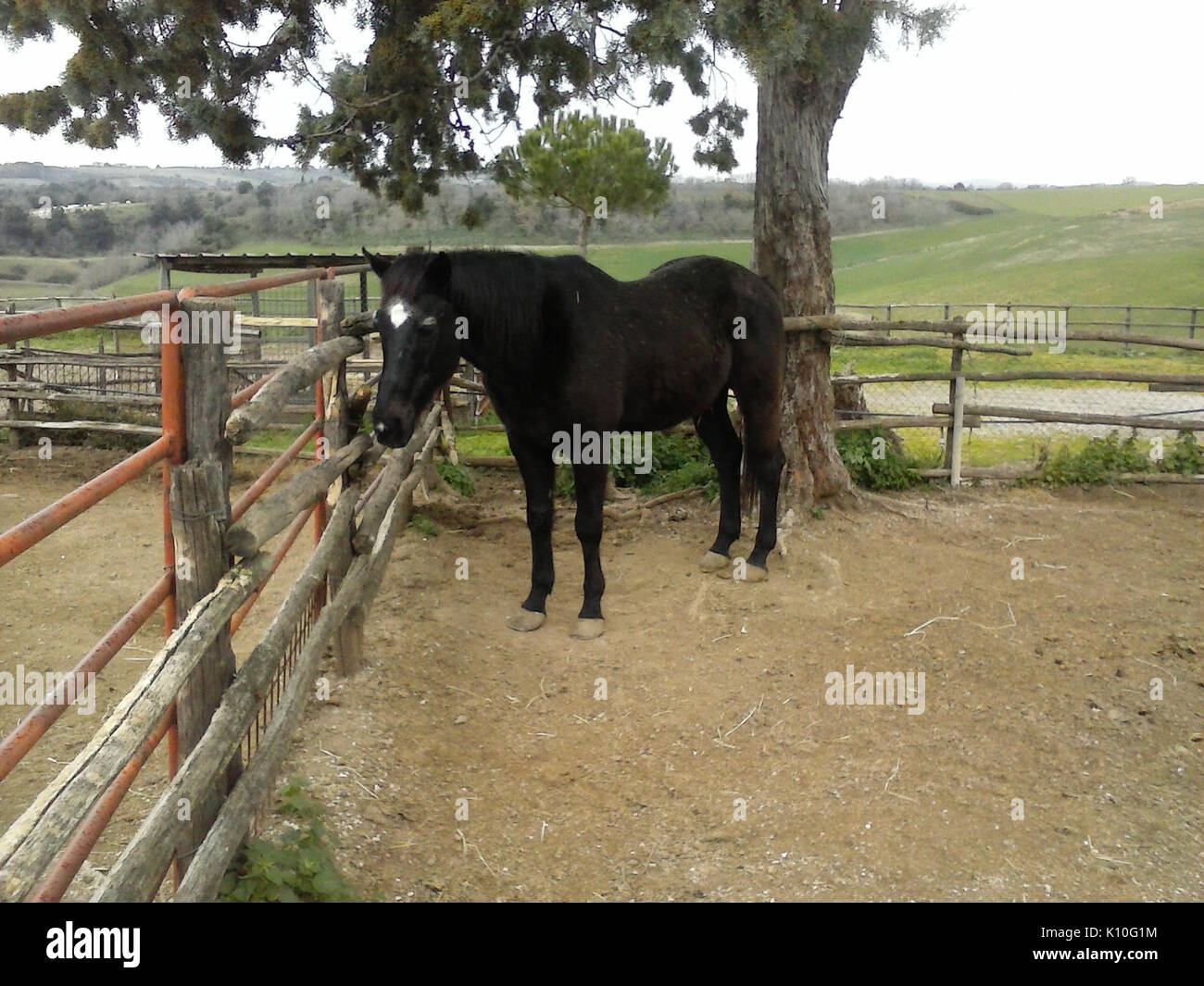 Animaux Animali (16602930002) Banque D'Images