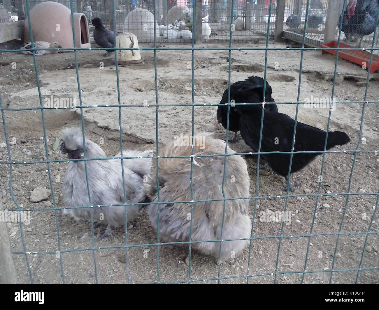 Animaux Animali (16610866351) Banque D'Images