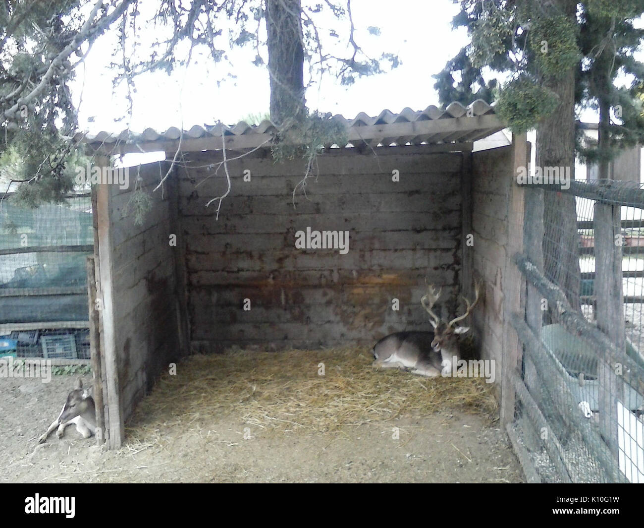 Animaux Animali (16586052256) Banque D'Images