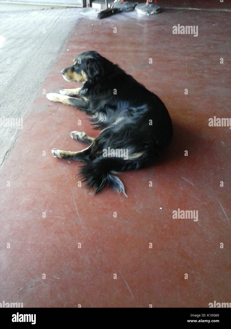 Animaux Animali (16657001486) Banque D'Images